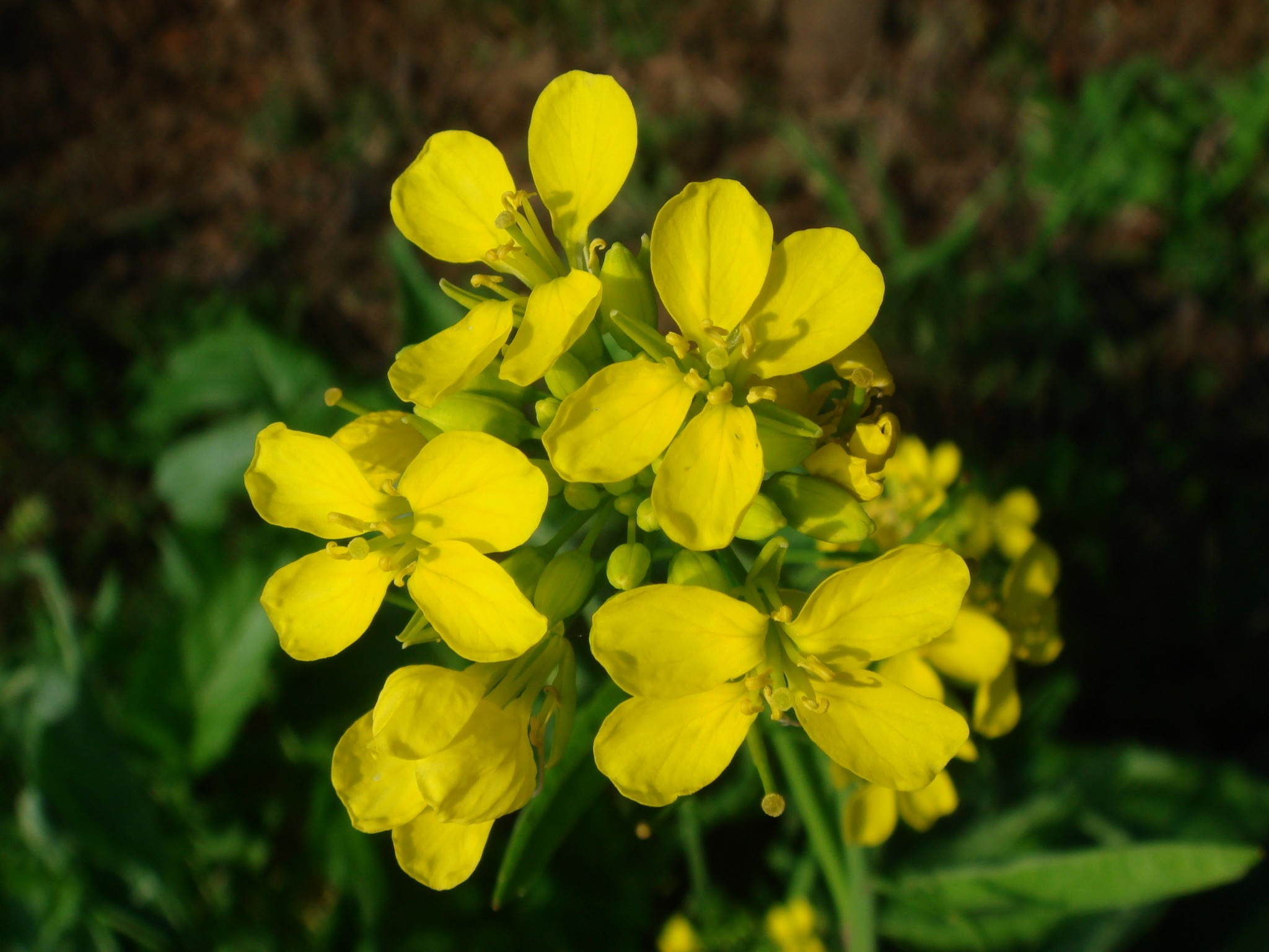 Brassica juncea (L.) Czernajew